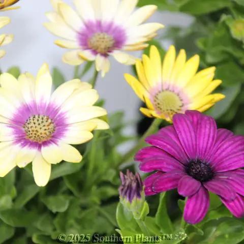 African Daisy
