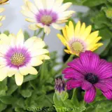 African Daisy - Detail photo