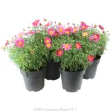 African Daisy - Plant photo