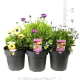 African Daisy - Product photo
