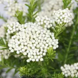 Sago or Rice Flower - Detail photo