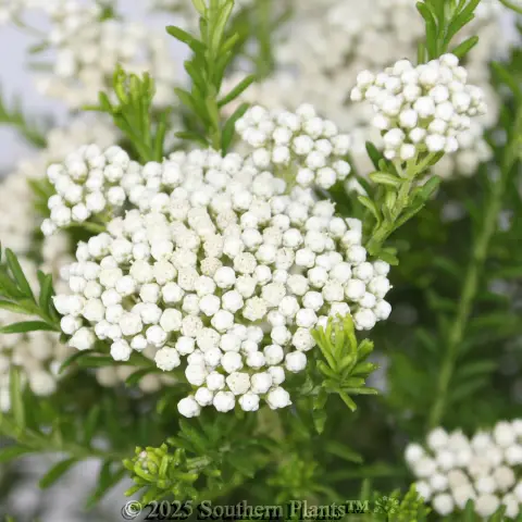 Sago or Rice Flower