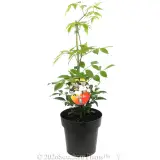 Wonga Vine - Plant photo