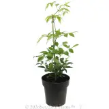 Wonga Vine - Alternate photo