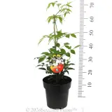 Wonga Vine - Product photo