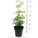 Wonga Vine - Reference photo