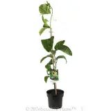 Passionfruit - Plant photo