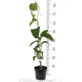 Passionfruit - Product photo