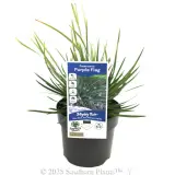 Purple Flag - Plant photo