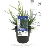 Purple Flag - Product photo