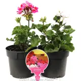 Geranium Zonal Assorted - Plant photo