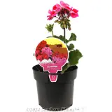 Geranium Zonal Assorted - Alternate photo