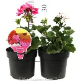 Geranium Zonal Assorted - Product photo