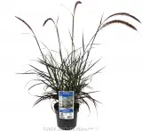Dwarf Purple Fountain Grass - Plant photo
