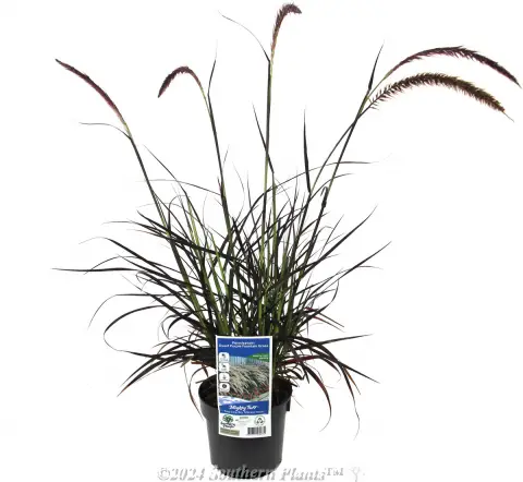 Dwarf Purple Fountain Grass