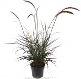 Dwarf Purple Fountain Grass - Alternate photo