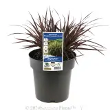 Dwarf Purple Fountain Grass - Plant photo