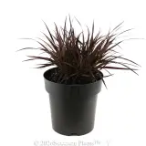 Dwarf Purple Fountain Grass - Alternate photo