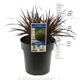 Dwarf Purple Fountain Grass - Product photo
