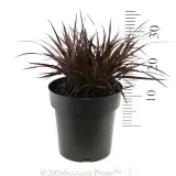 Dwarf Purple Fountain Grass - Reference photo