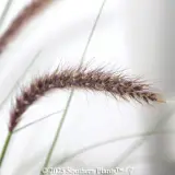 Swamp Foxtail Grass - Detail photo