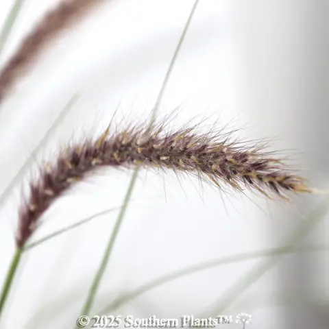 Swamp Foxtail Grass