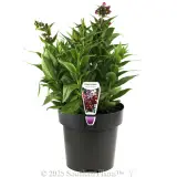 Penstemon PepTalk Series - Plant photo