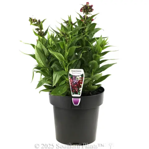 Penstemon PepTalk Series