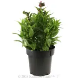Penstemon PepTalk Series - Alternate photo