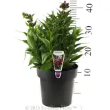 Penstemon PepTalk Series - Product photo