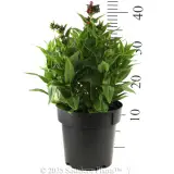 Penstemon PepTalk Series - Reference photo