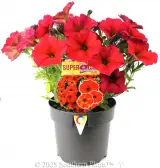 Petchoa Supercal Premium Red Maple - Plant photo