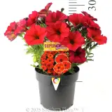 Petchoa Supercal Premium Red Maple - Product photo