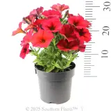 Petchoa Supercal Premium Red Maple - Reference photo