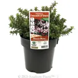 Wax Flower - Plant photo