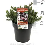 Wax Flower - Product photo