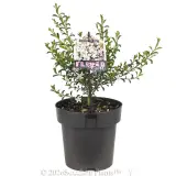Waxflower Flower Girl - Primary