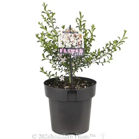 Waxflower Flower Girl