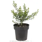 Waxflower Flower Girl - Alt