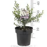 Waxflower Flower Girl - Pack