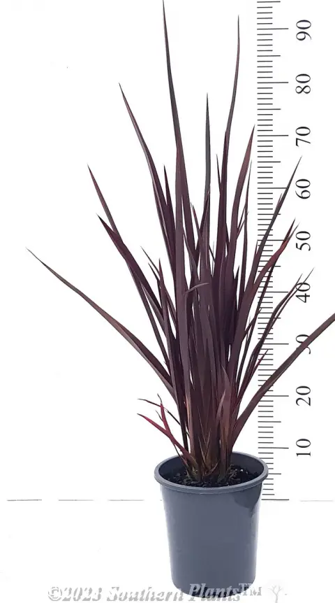 Phormium Blood Diamond