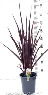 Phormium Blood Diamond - Alt