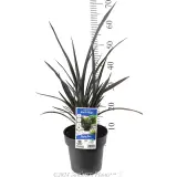 Phormium Black Rage - Product photo