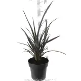 Phormium Black Rage - Reference photo