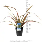 Phormium Jester - Product photo