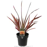 Phormium Maori Maiden - Plant photo