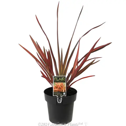 Phormium Maori Maiden