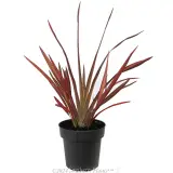 Phormium Maori Maiden - Alternate photo