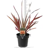 Phormium Maori Maiden - Product photo