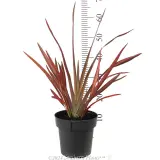 Phormium Maori Maiden - Reference photo